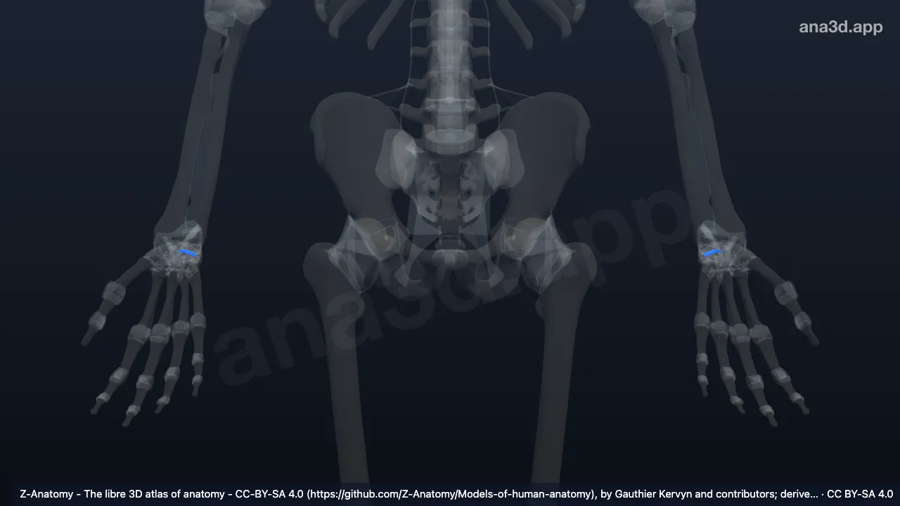 3D model: dorsal scaphotriquetral ligament