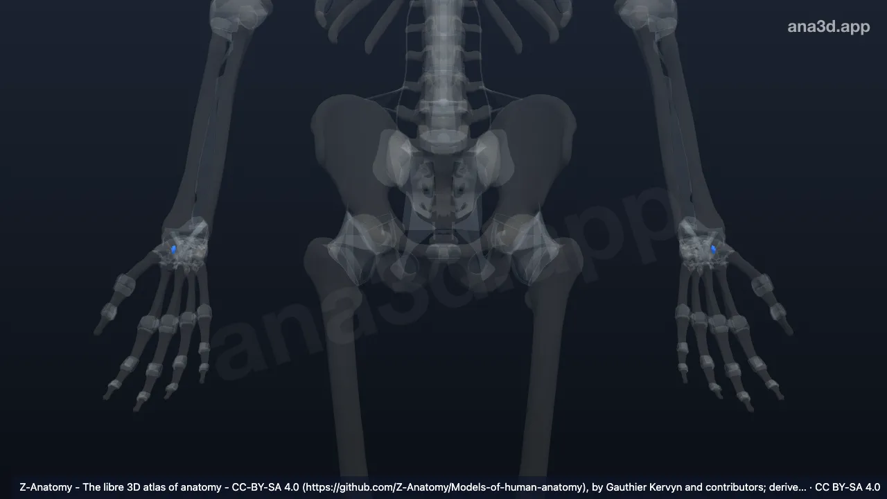 3D-Modell: Ligamentum scaphotrapeziotrapezoideum