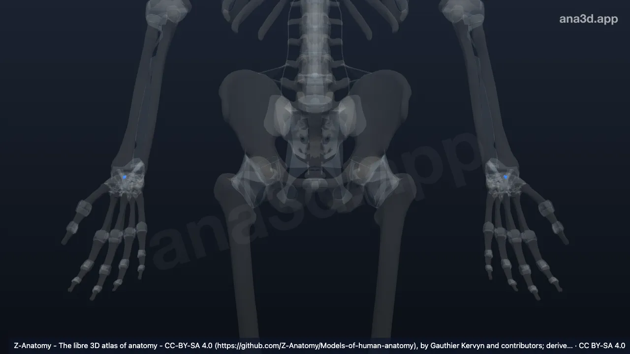 Modèle 3D : Ligament scaphocapitatum
