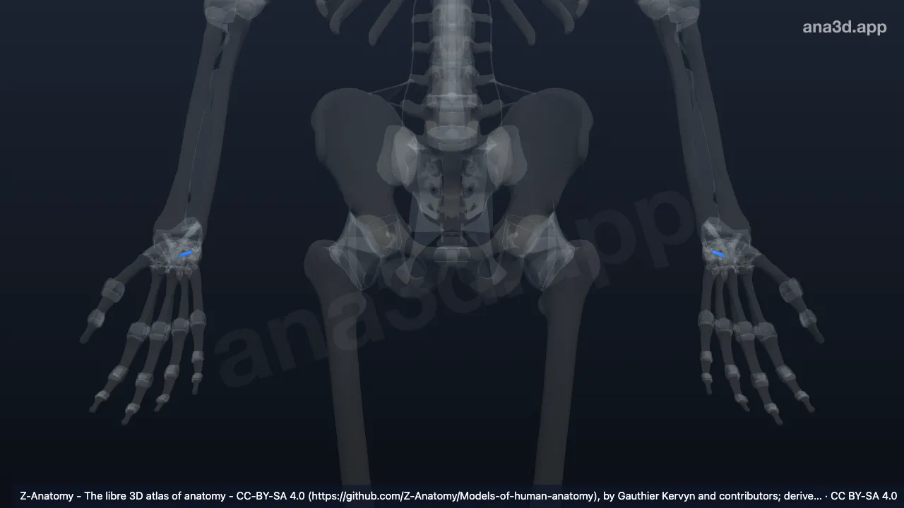 3D model: triquetrocapitate ligament