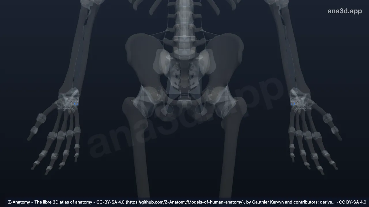 Modèle 3D : Ligament pisotriquetral