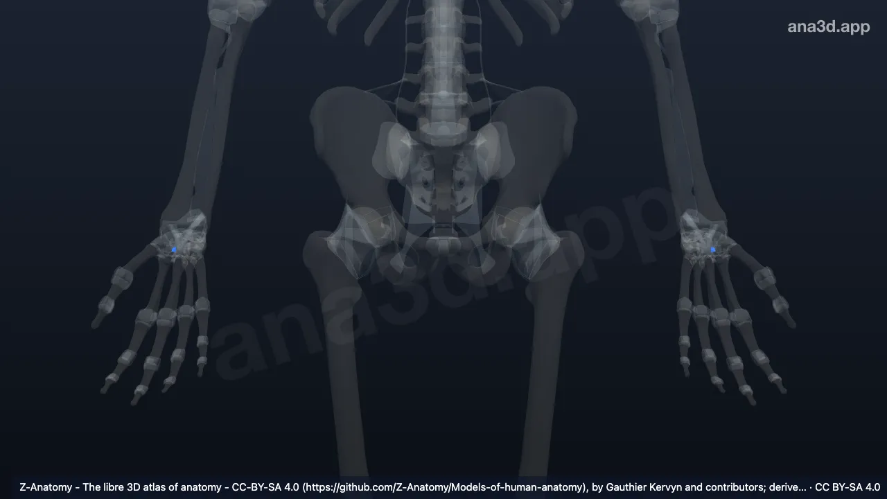 Modelo 3D: Ligamento trapézioideocapitado palmar
