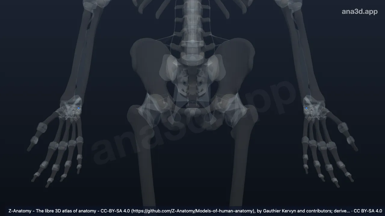 Modelo 3D: Ligamento lunotriquetral palmar
