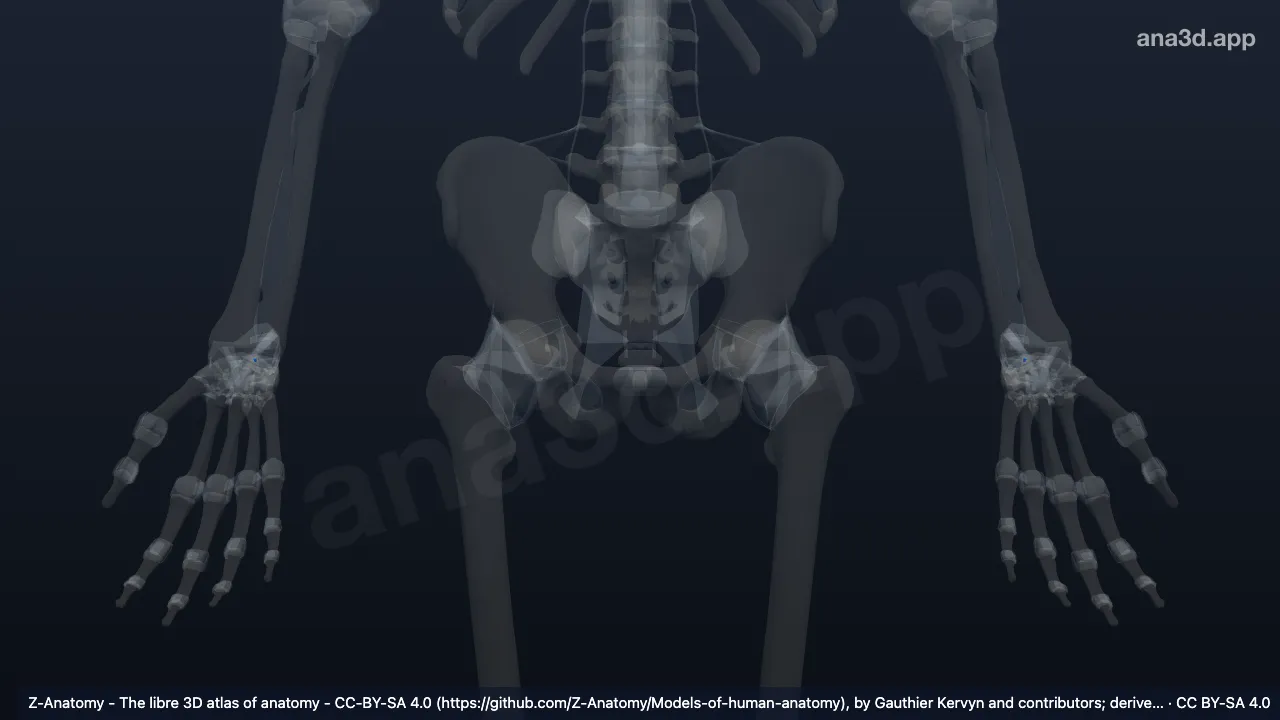 Modèle 3D : Ligament interosseux scapholunatum