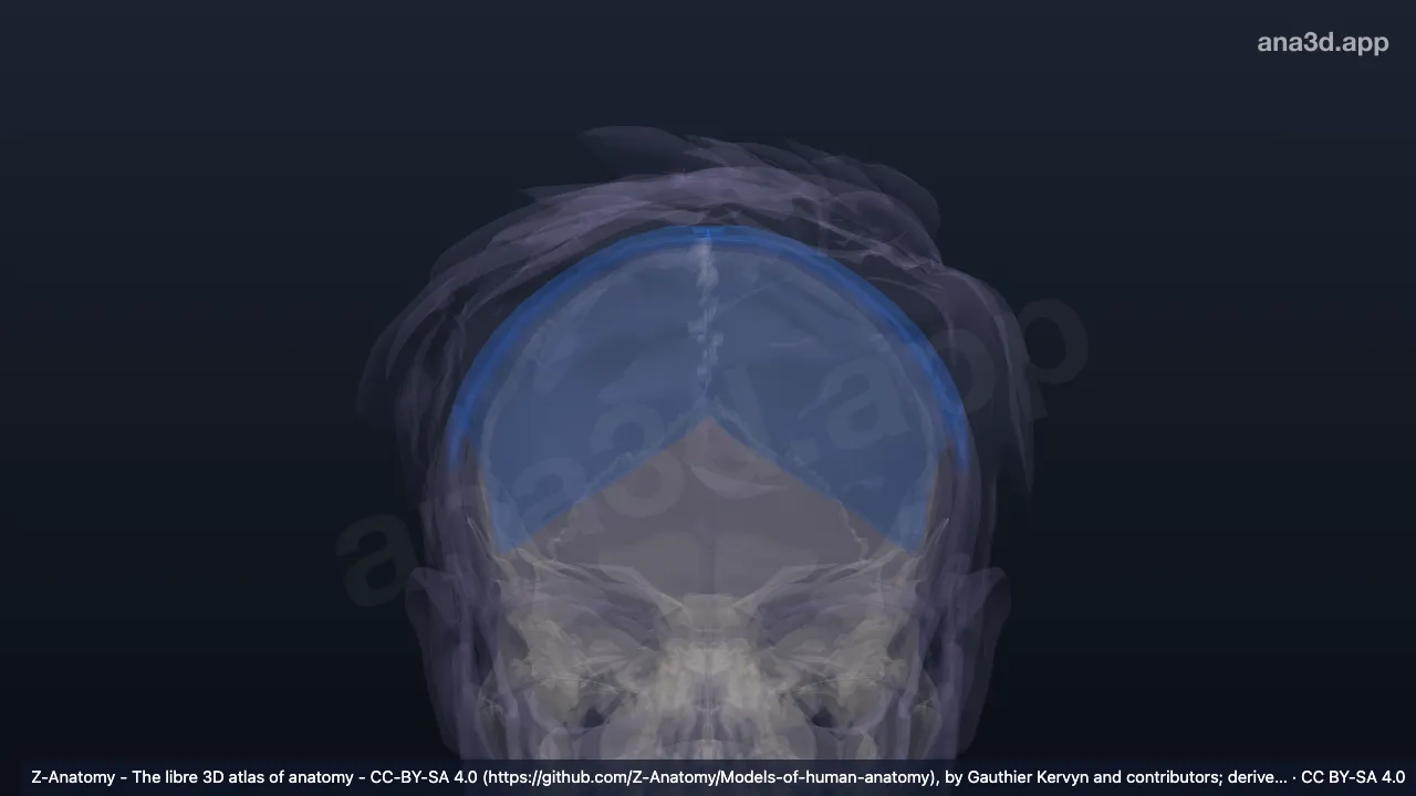Model 3D: Regio parietalis