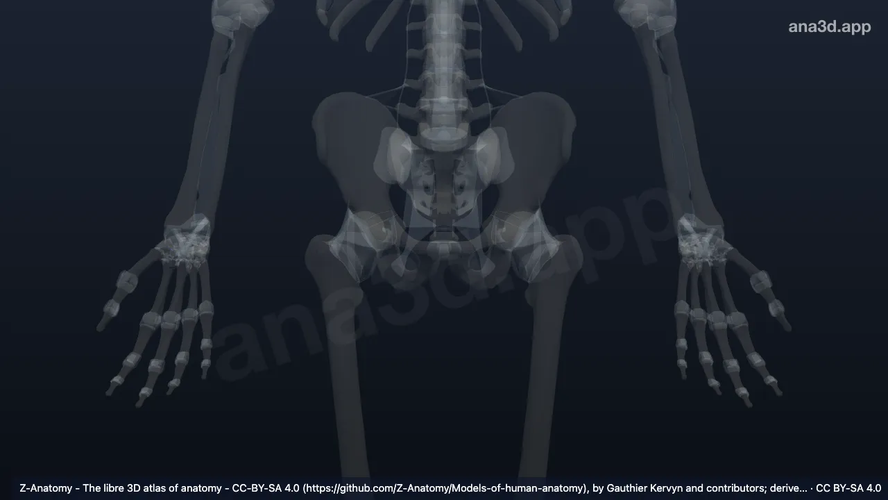 Modelo 3D: Ligamento trapeziotrapezoidal interósseo