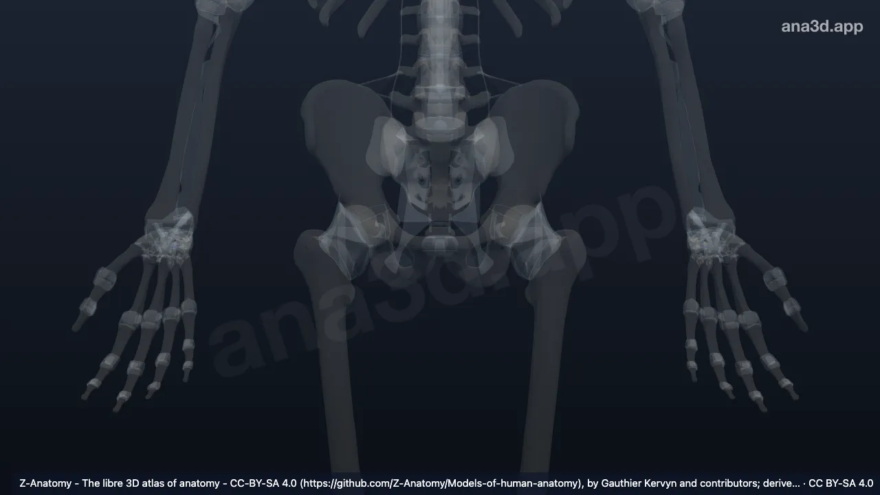 Modelo 3D: Ligamento capitohamatal interóseo