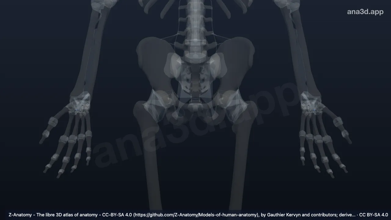 Modèle 3D : Ligament interosseux trapezoïdocapitatum