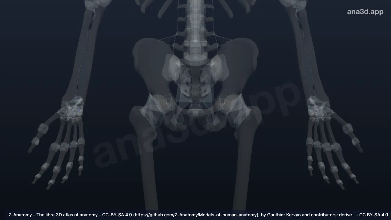 Modelo 3D: Ligamento lunotriquetral interósseo