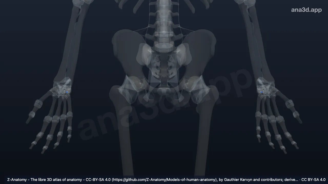 3D model: pisohamate ligament
