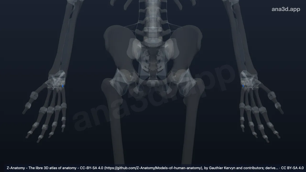 3D model: pisometacarpal ligament