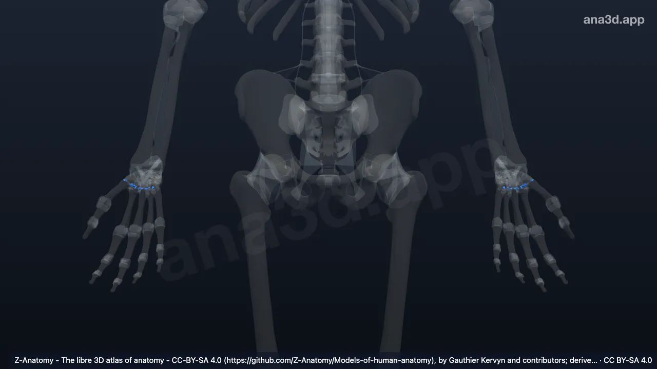 Modelo 3D: Ligamentos carpometacarpianos palmares