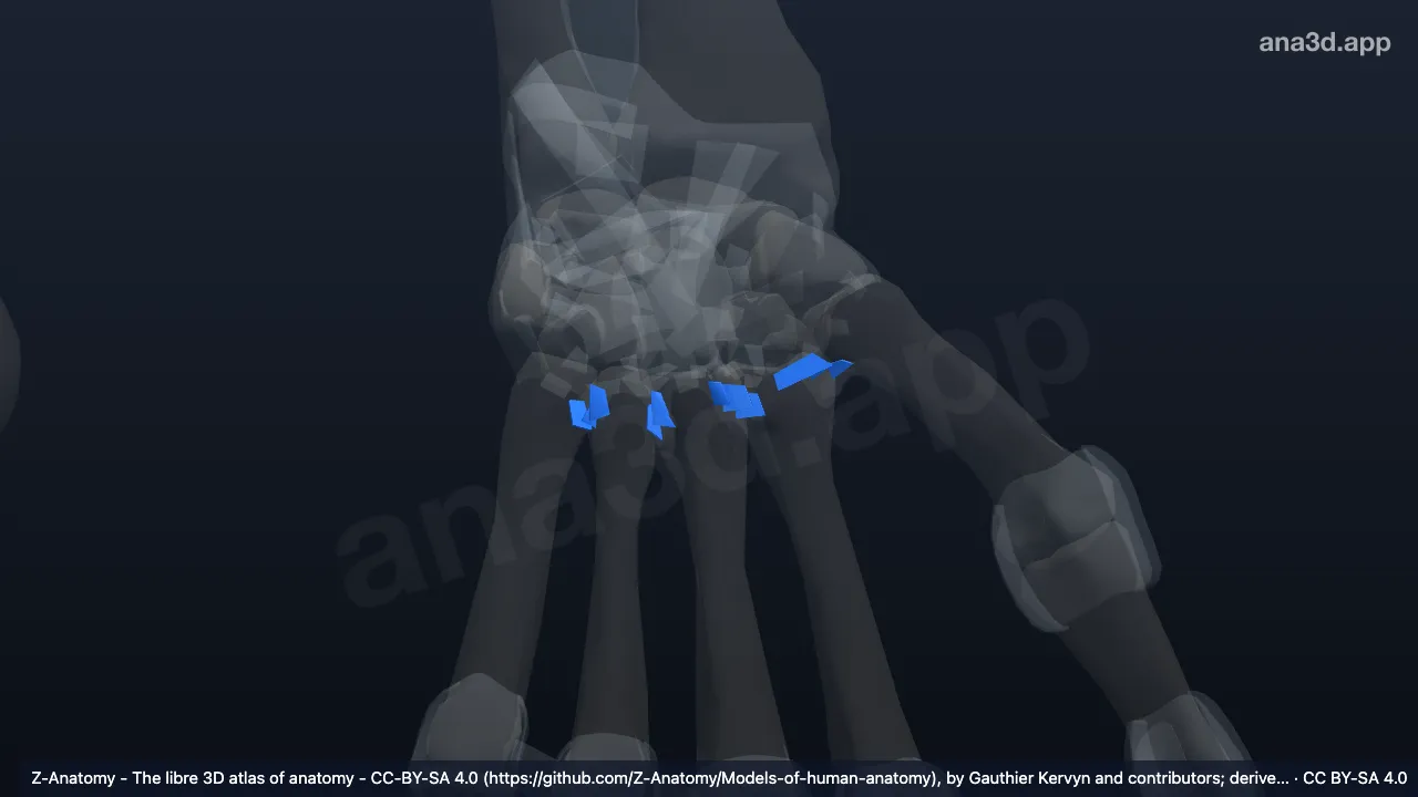 Modelo 3D: Articulaciones intermetacarpianas