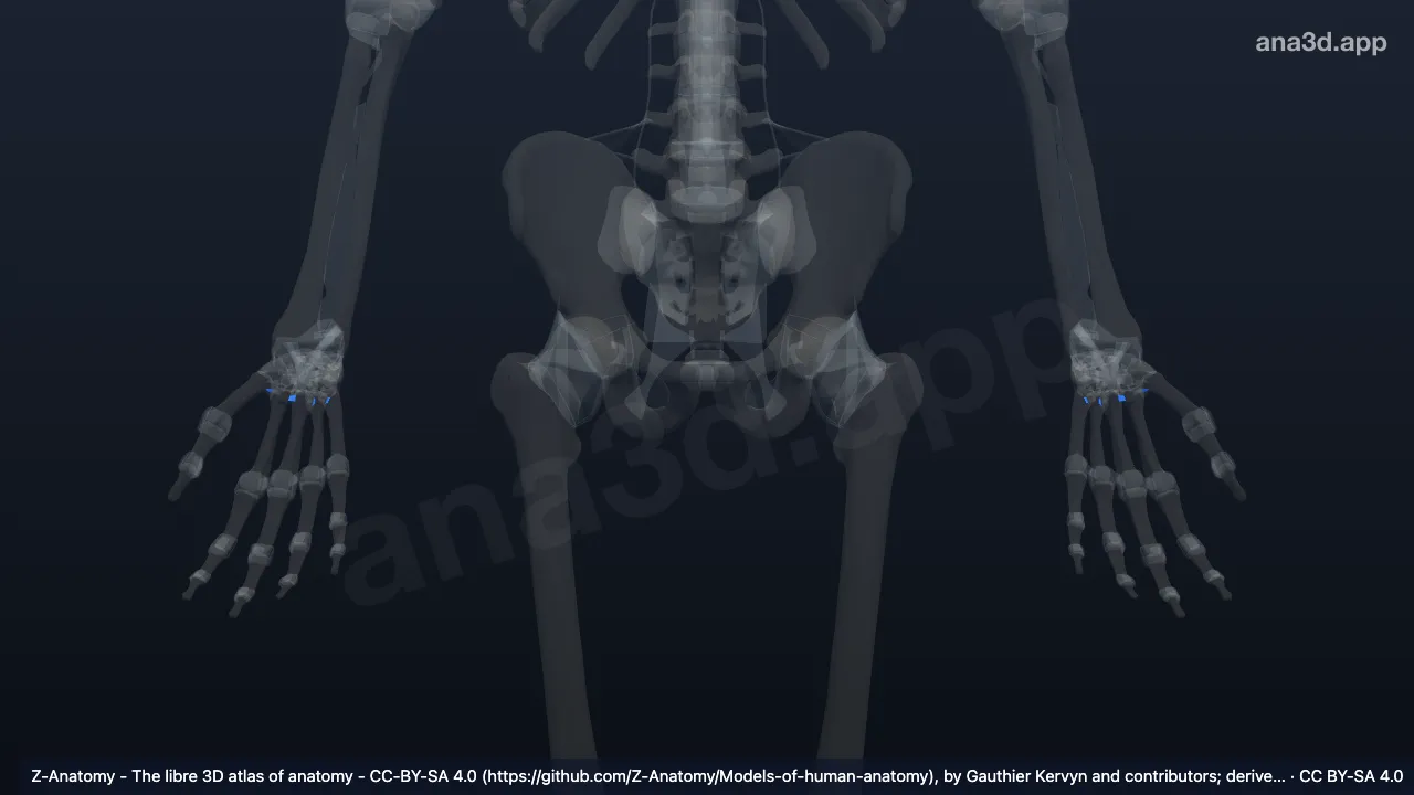 Modelo 3D: Ligamentos metacarpais dorsais
