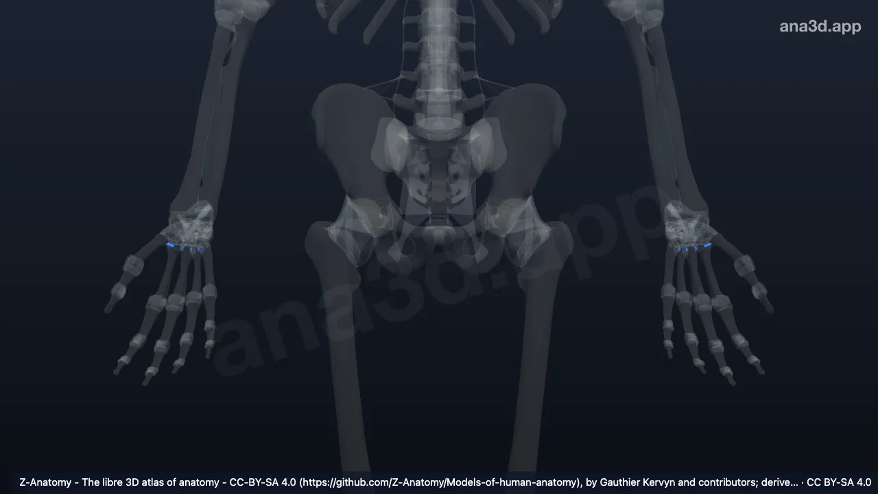Modelo 3D: Ligamentos metacarpianos palmares