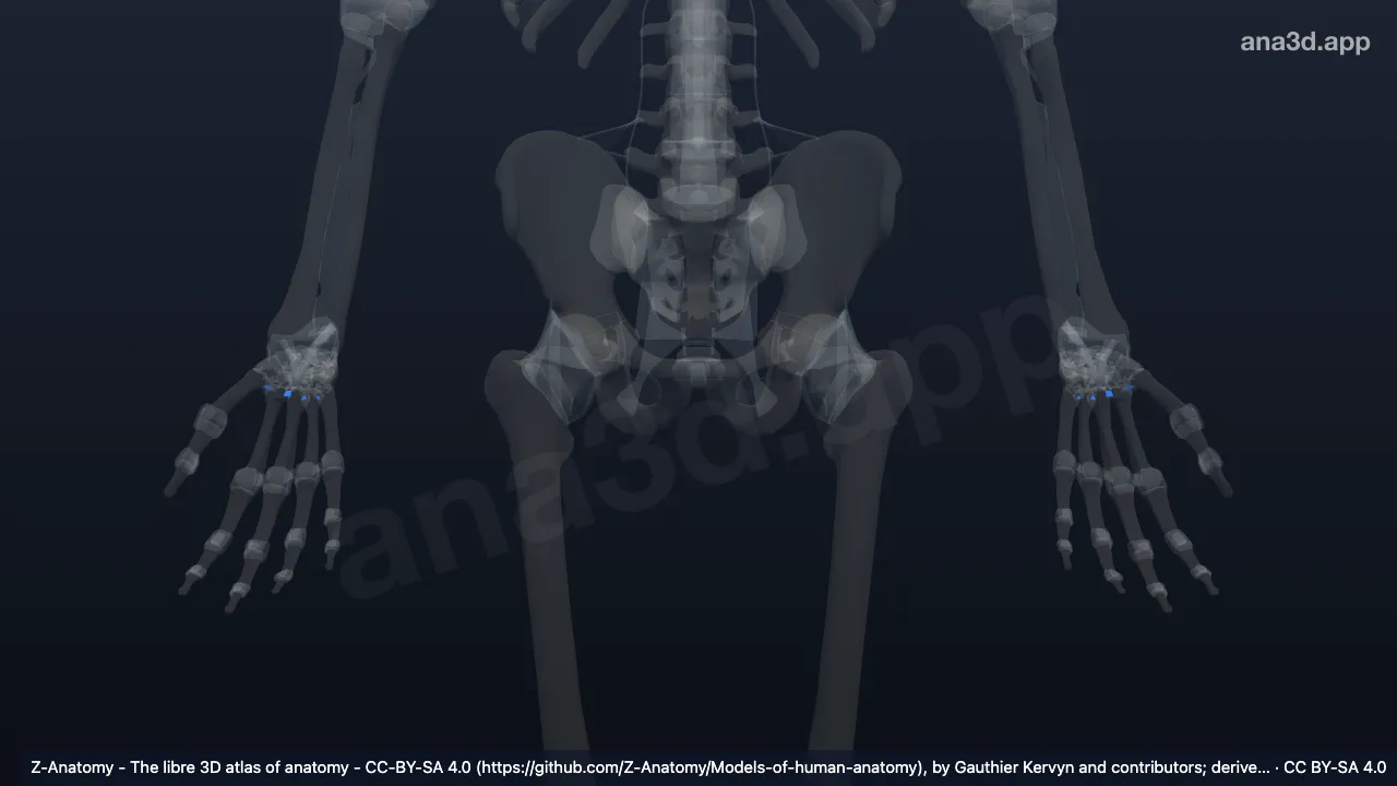 Modèle 3D : Ligaments métacarpiens interosseux