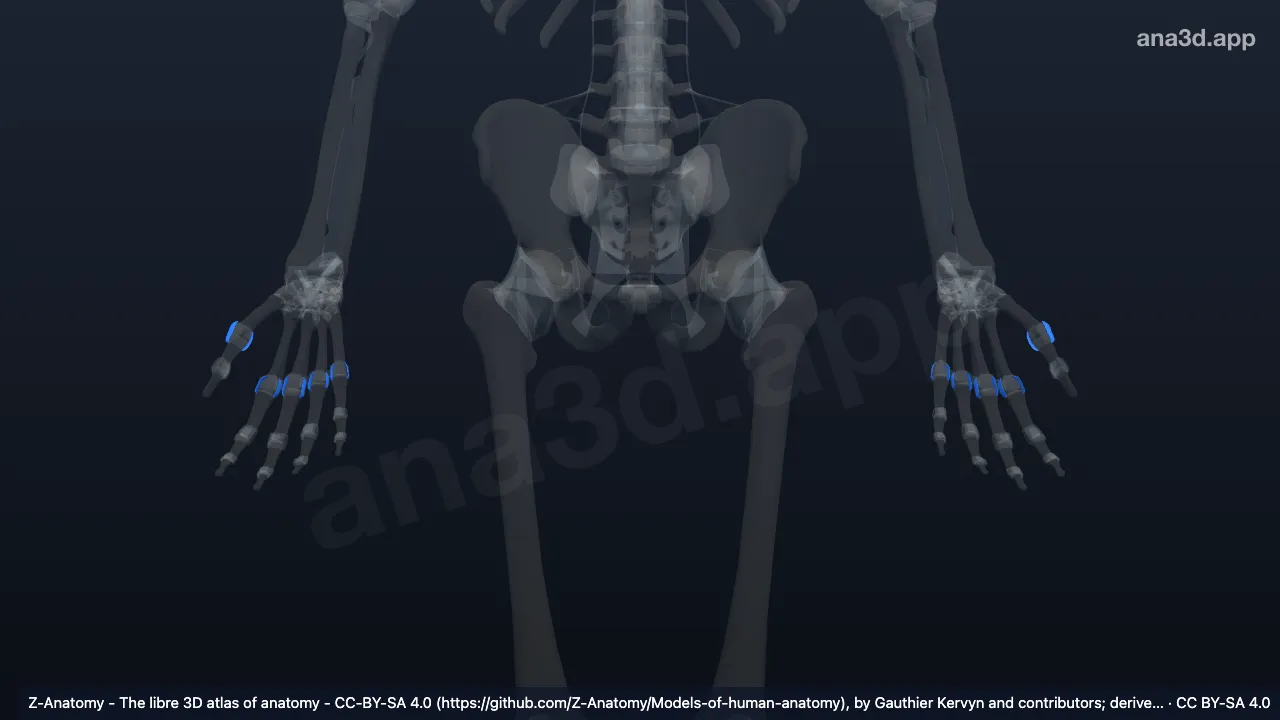 3D-Modell: Ligamenta metacarpophalangea collateralia