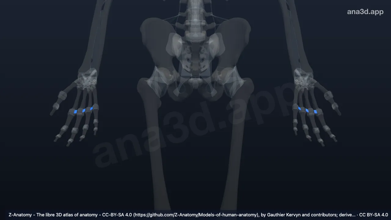 3D model: deep transverse metacarpal ligament