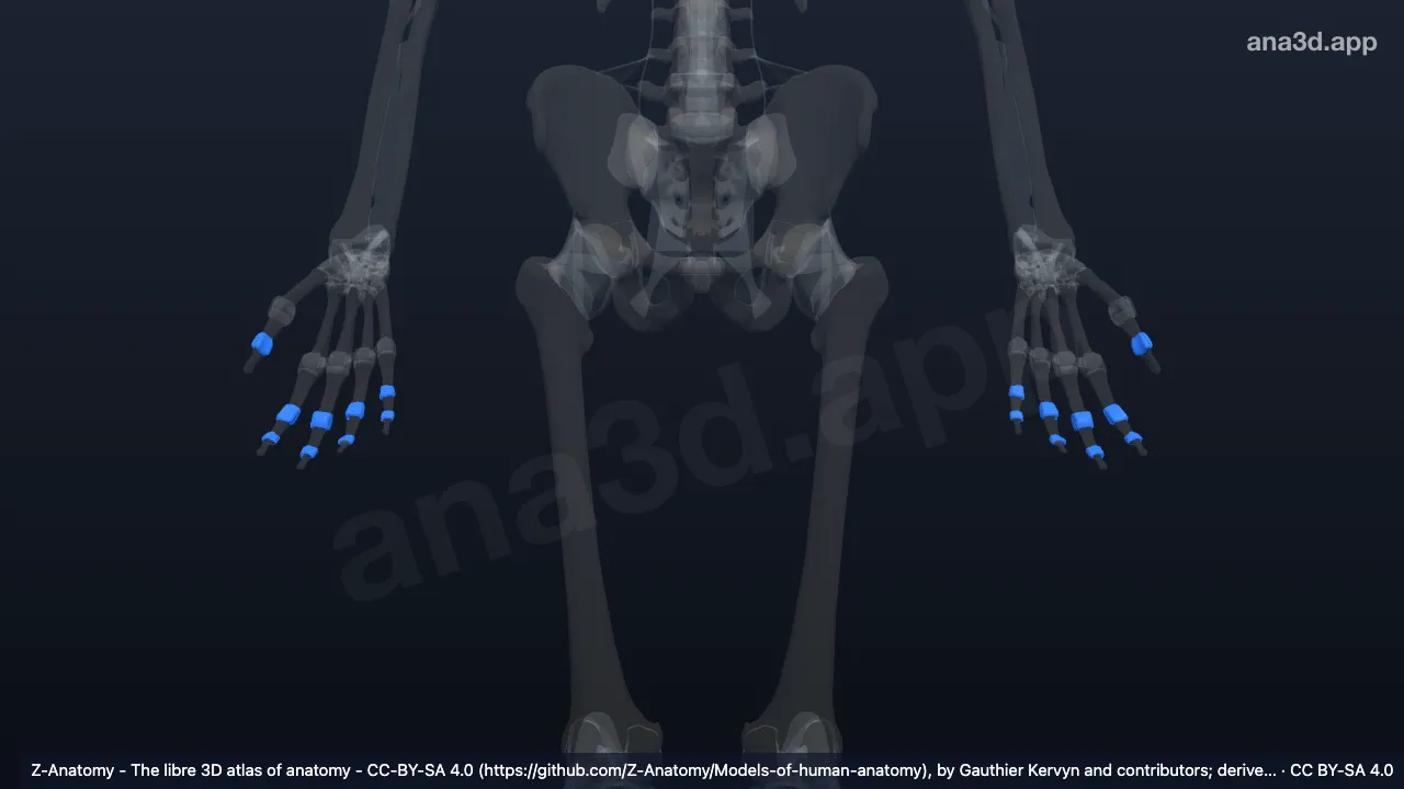 Modelo 3D: Articulações interfalangianas da mão