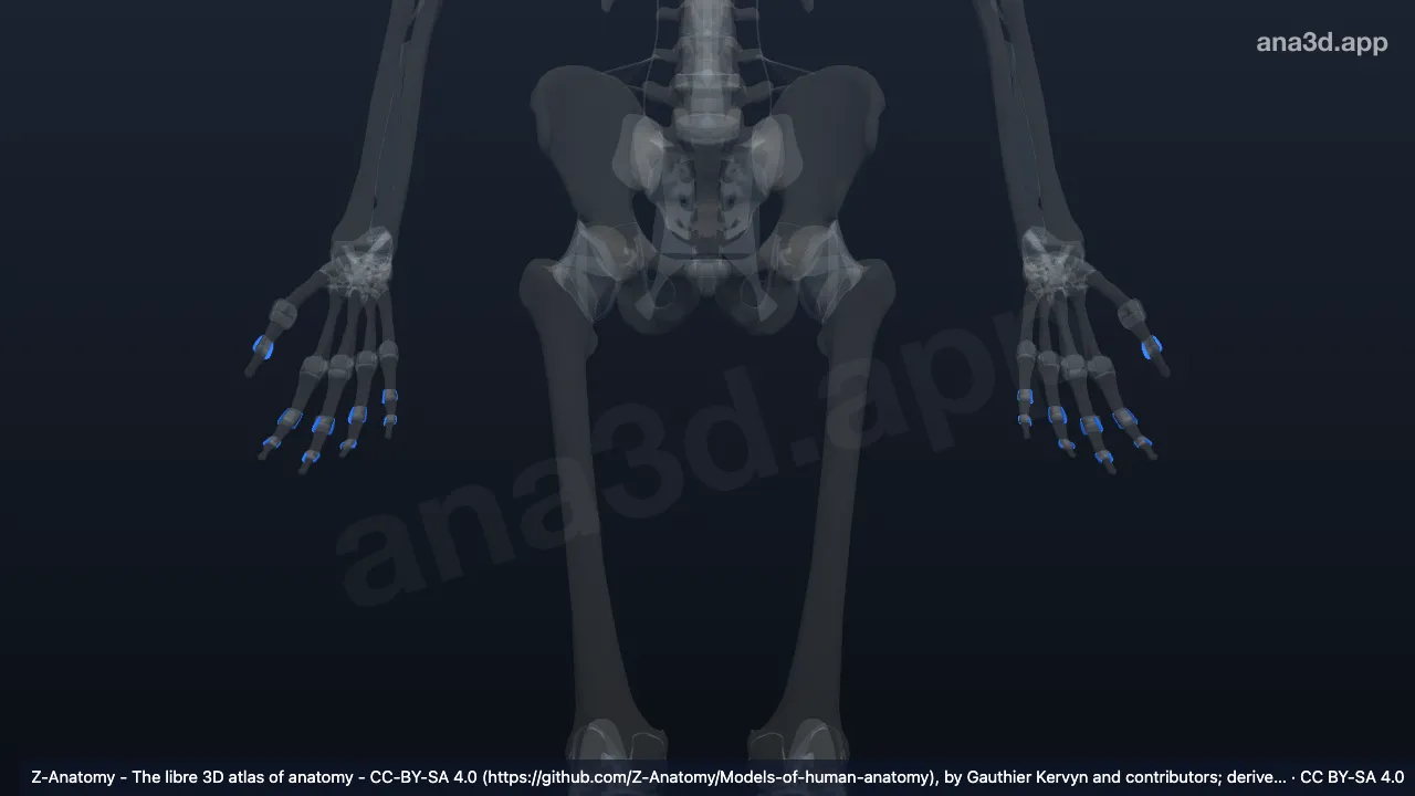 3D model: collateral interphalangeal ligaments of hand