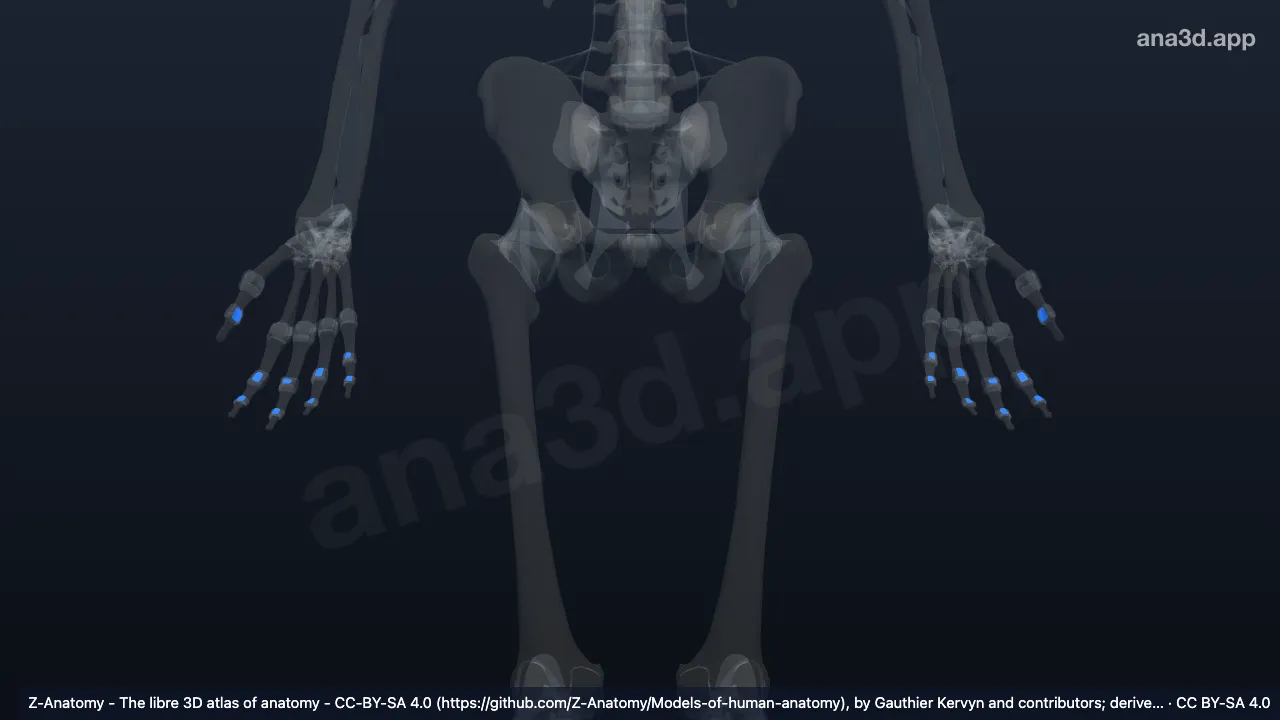 Modèle 3D : Ligaments interphalangiens palmaires