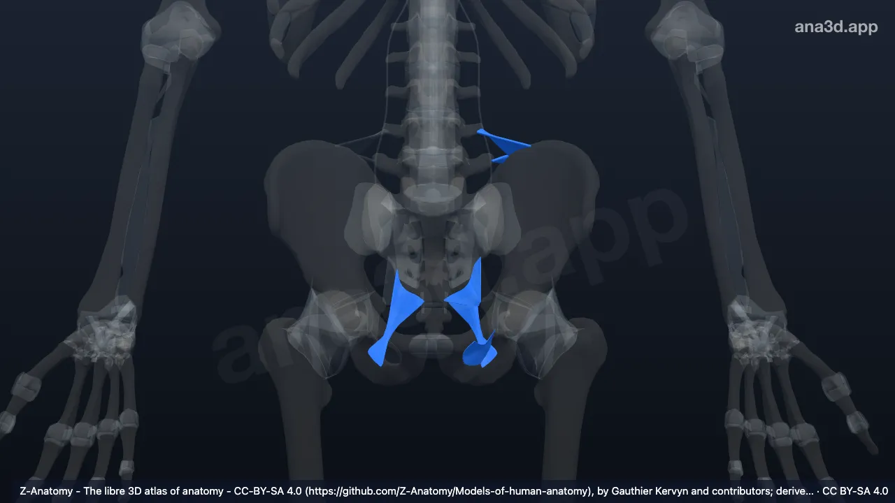 Modelo 3D: Articulaciones fibrosas del cíngulo pélvico