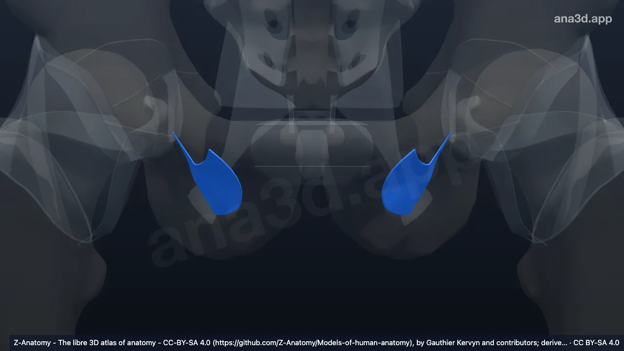 Modelo 3D: Membrana obturadora