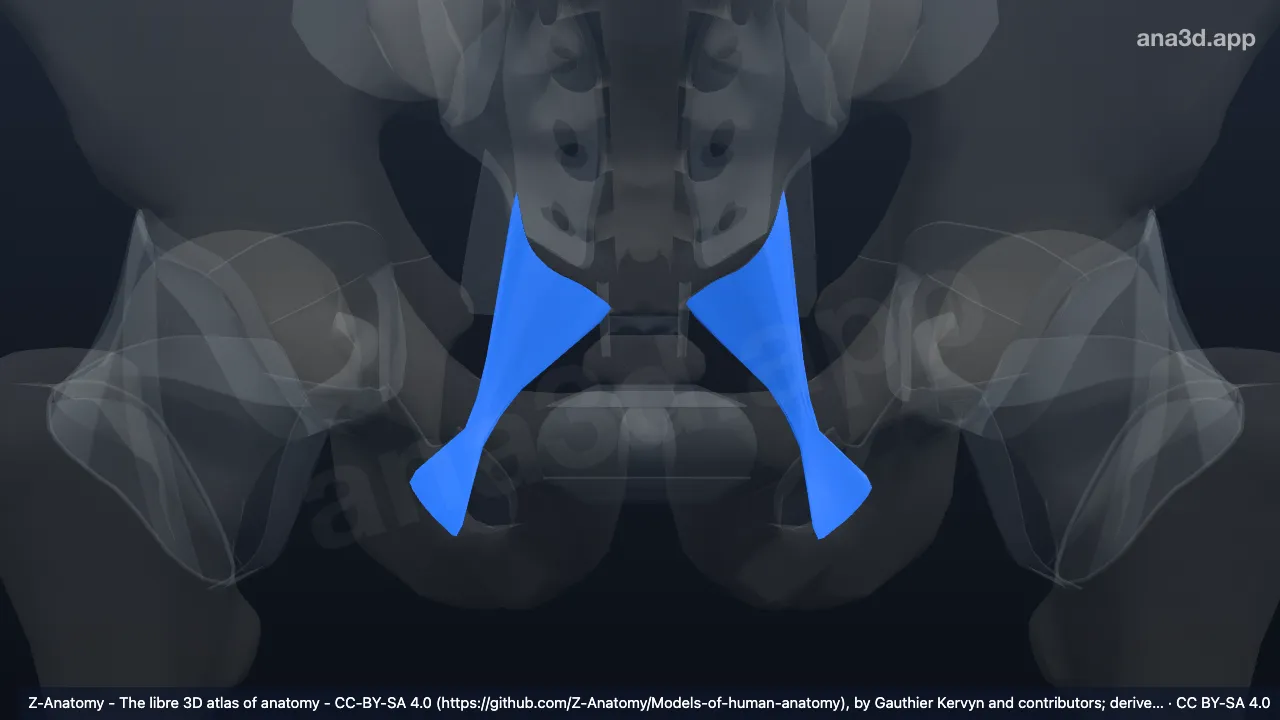 3D model: sacrotuberous ligament