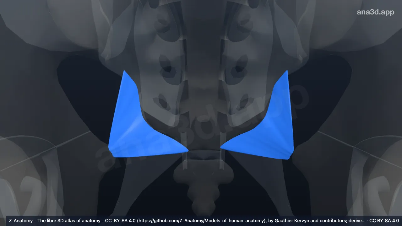 Modelo 3D: Ligamento sacroespinoso