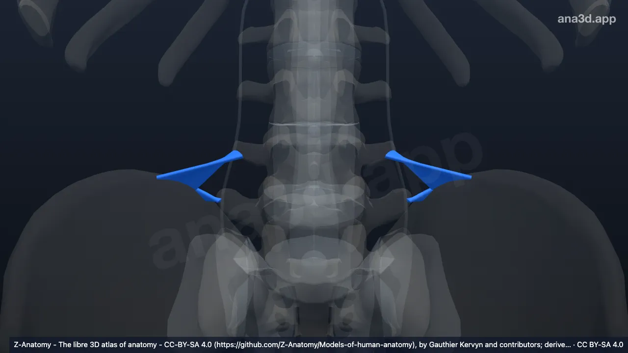 Modelo 3D: Ligamento iliolumbar