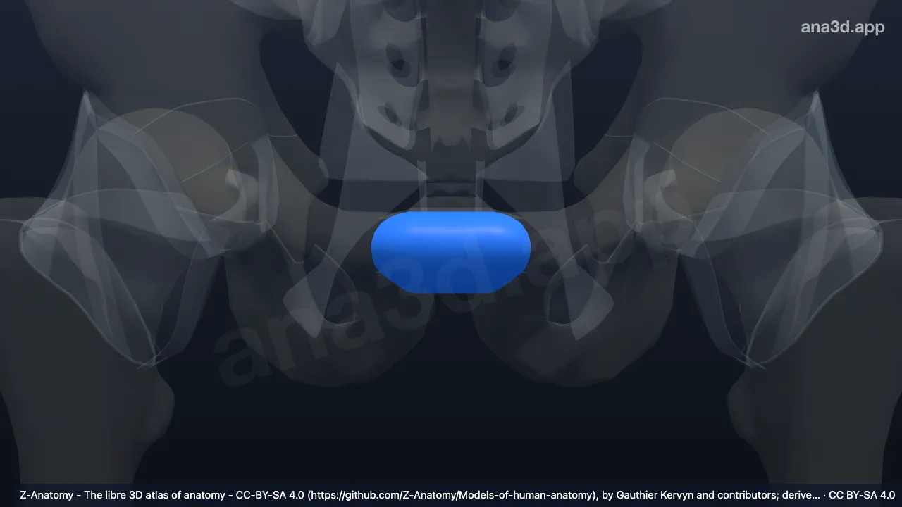 3D 모델: 두덩결합