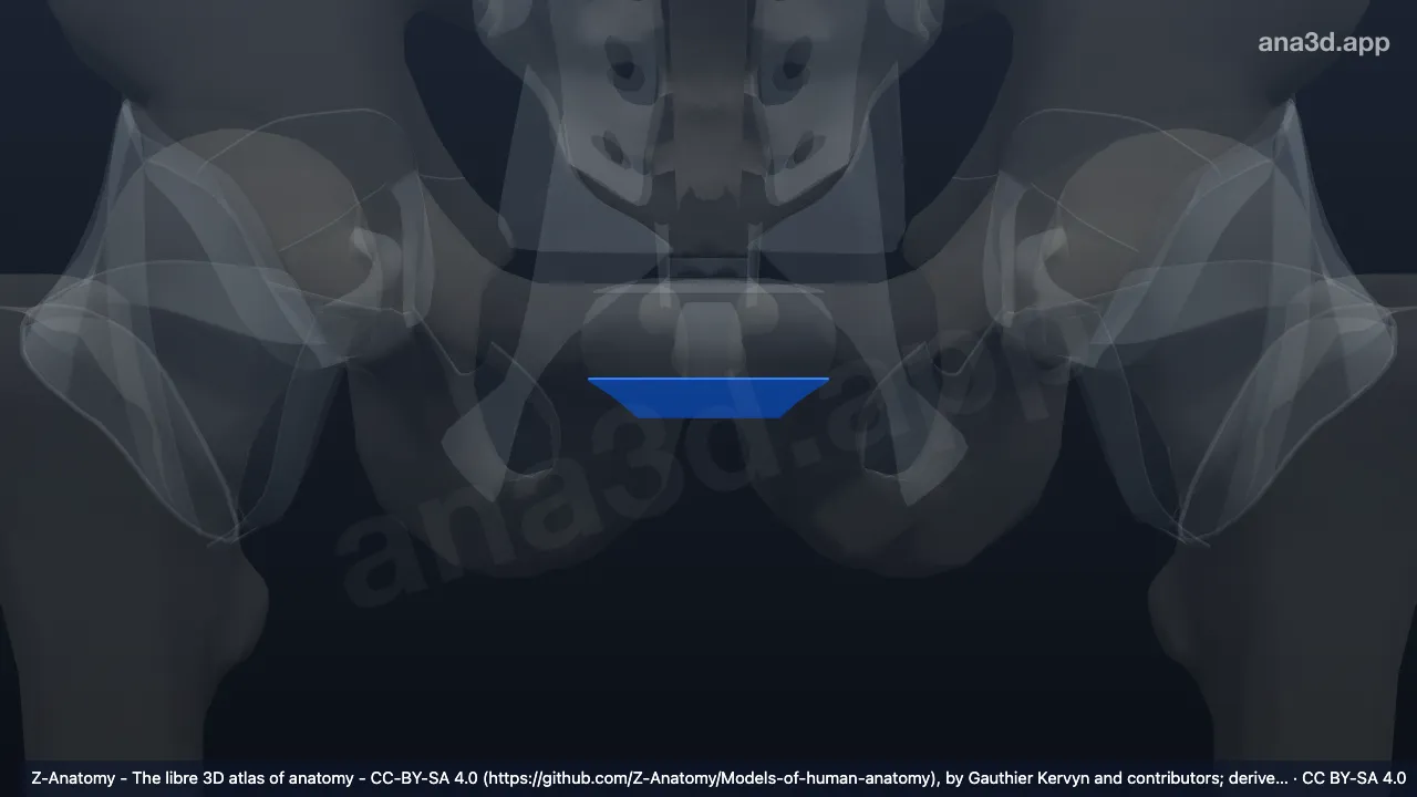 Model 3D: Ligamen pubikum inferior