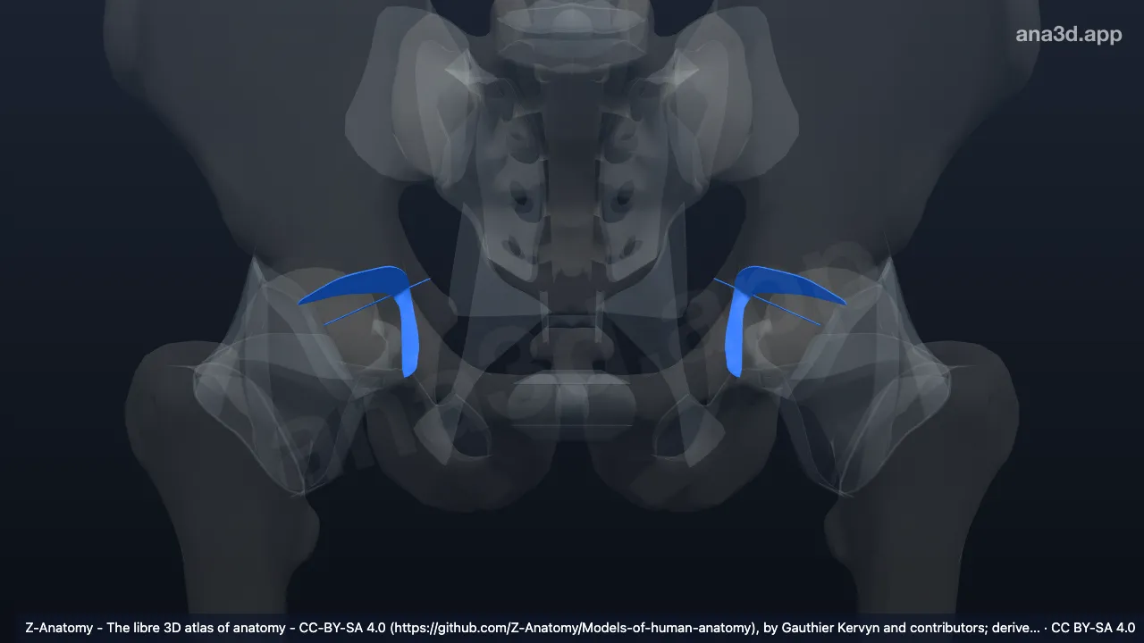 Modelo 3D: Cartílago trirradiado