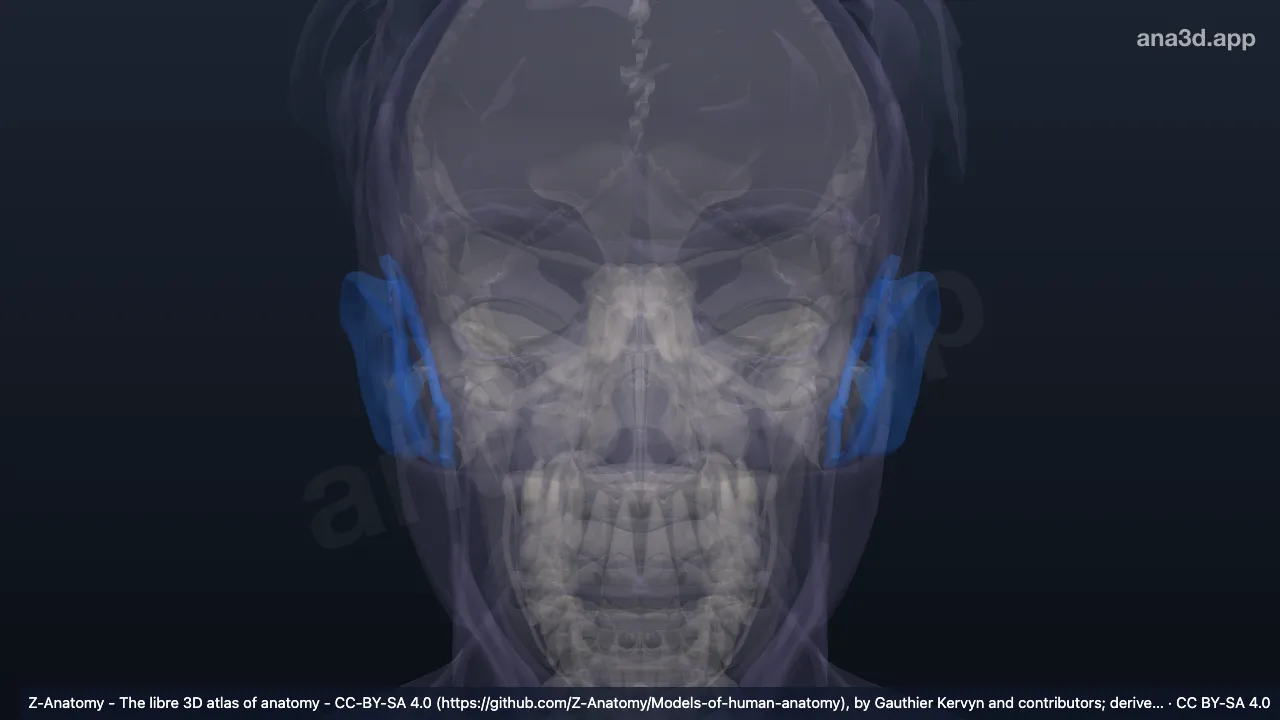3D-Modell: Regio auricularis