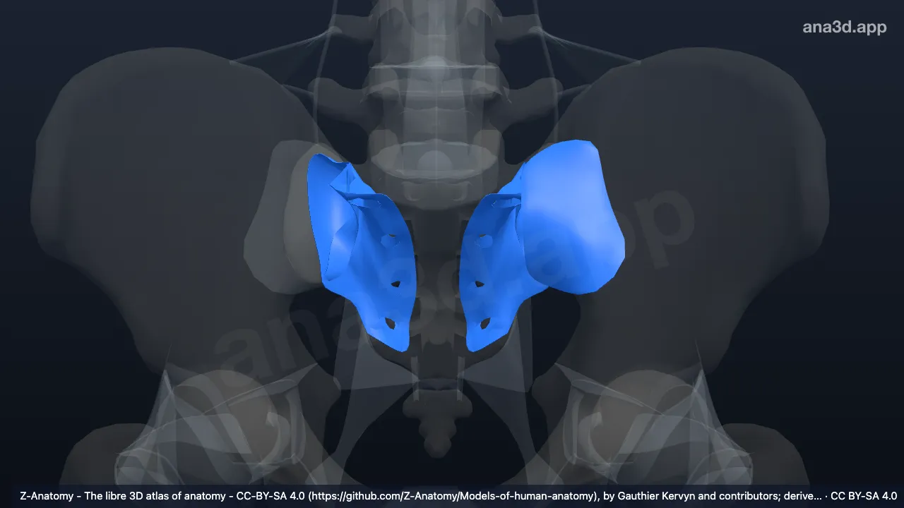 Model 3D: Sendi sakroiliaka