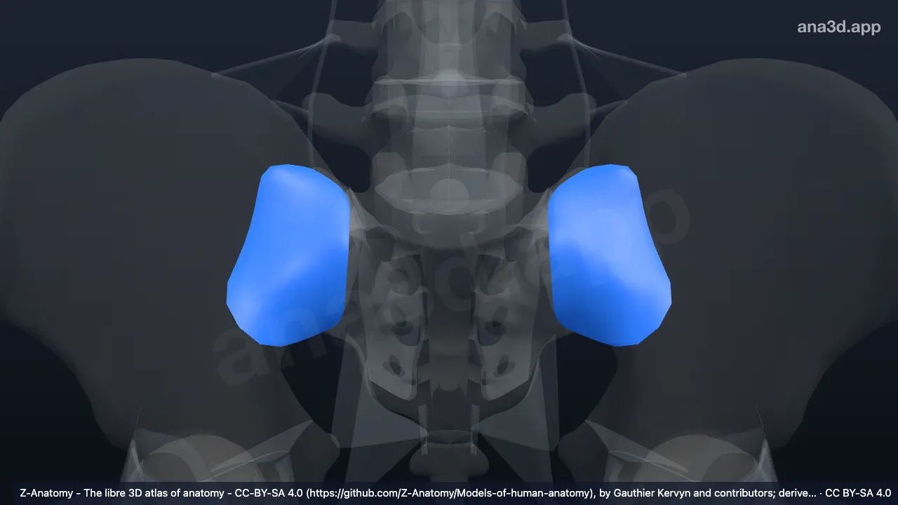 Modèle 3D : Ligament sacro-iliaque antérieur