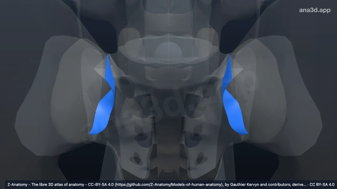 Modèle 3D : Ligament sacro-iliaque interosseux