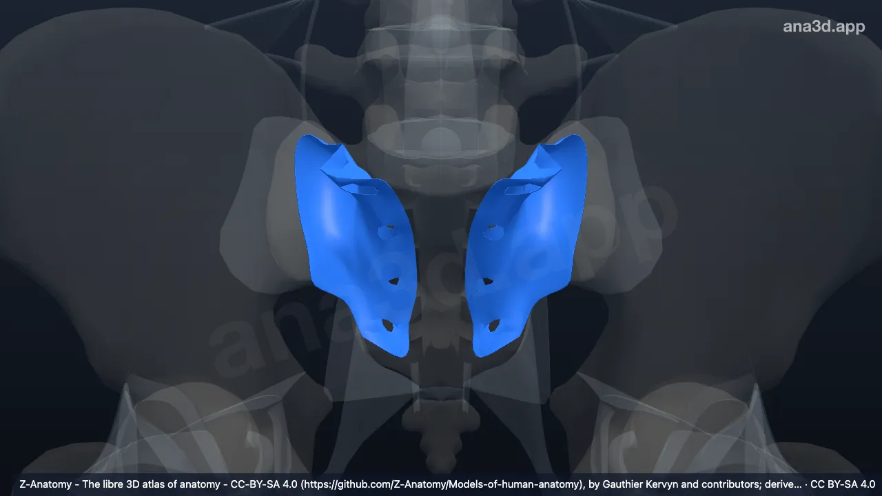 Modèle 3D : Ligament sacro-iliaque postérieur