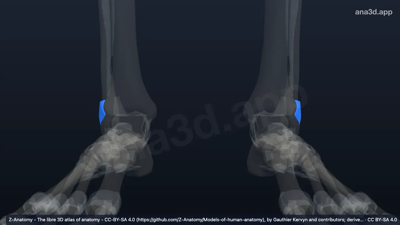 Modèle 3D : Ligament tibiofibulaire antérieur