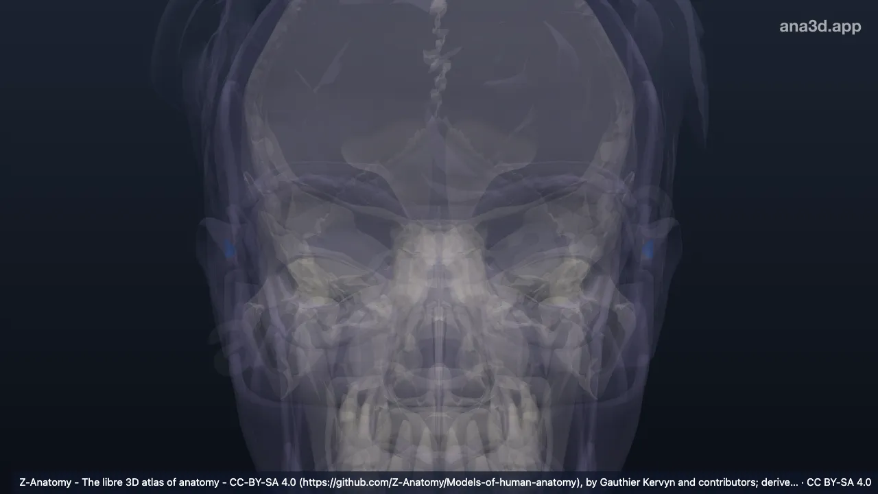 Model 3D: Fosa triangularis