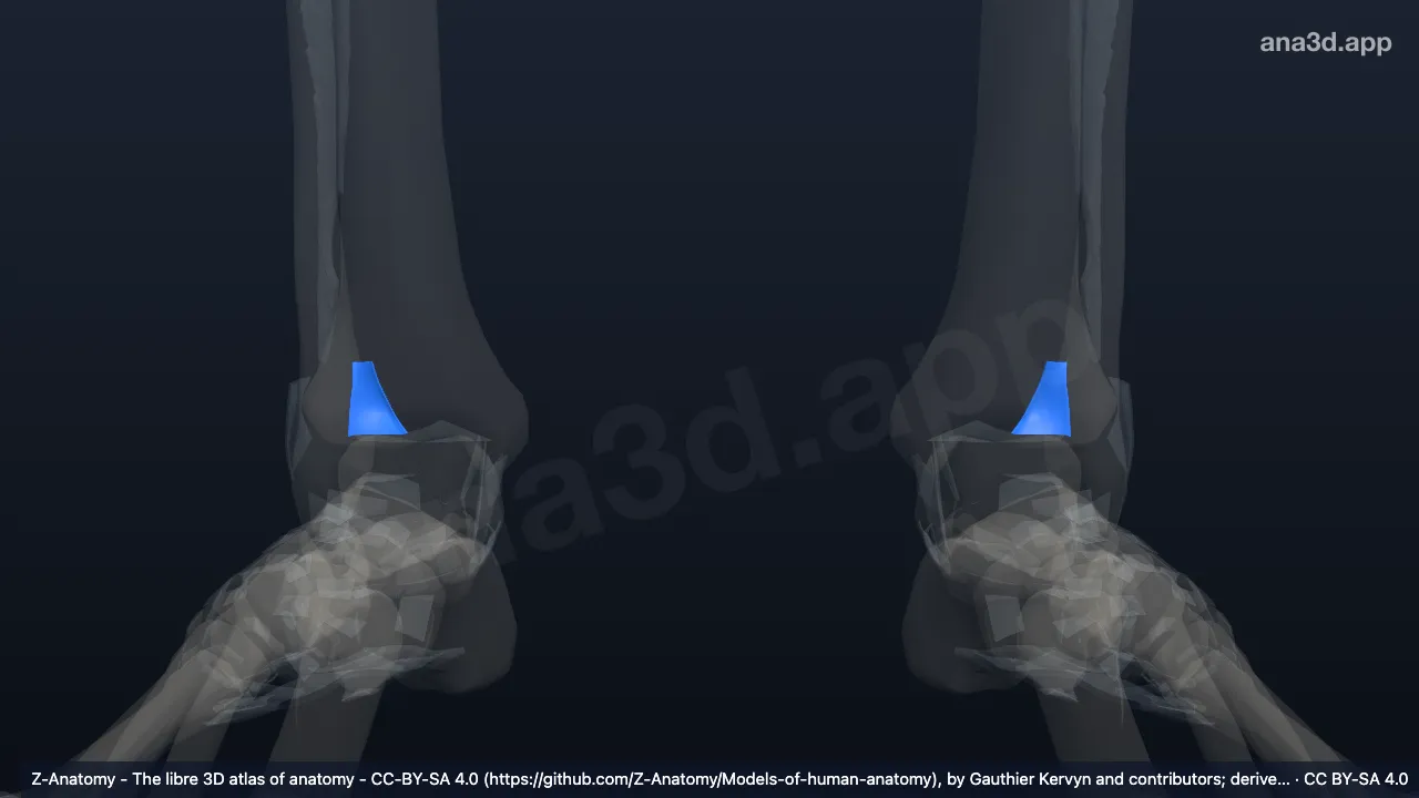 3D model: posterior tibiofibular ligament