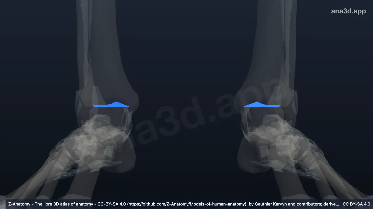 3D model: transverse tibiofibular ligament