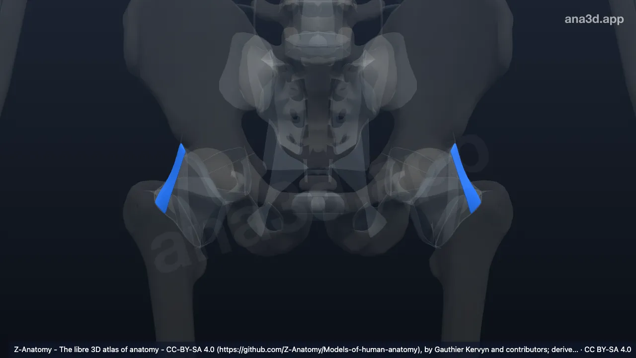 Model 3D: Bagian transversa ligamen iliofemorale