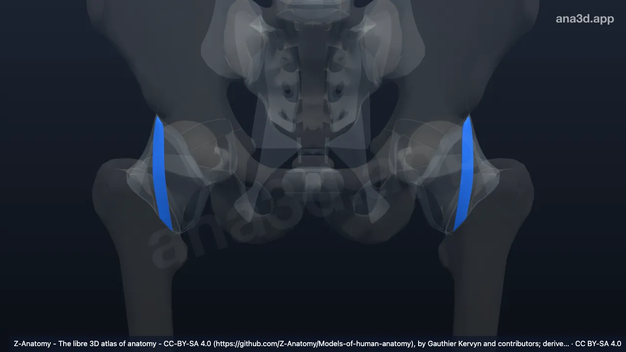 Model 3D: Bagian desendens ligamen iliofemorale