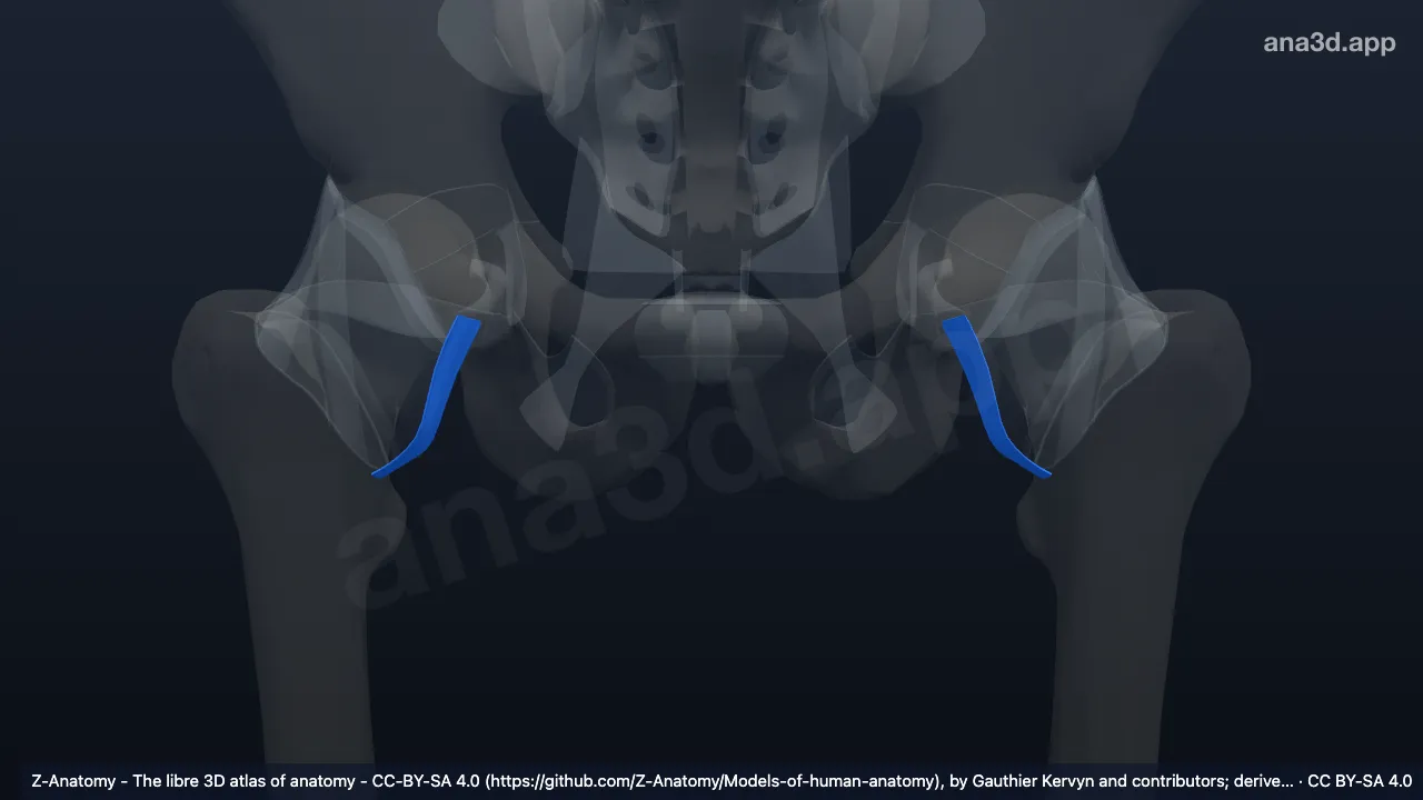 3D-Modell: Ligamentum pubofemorale