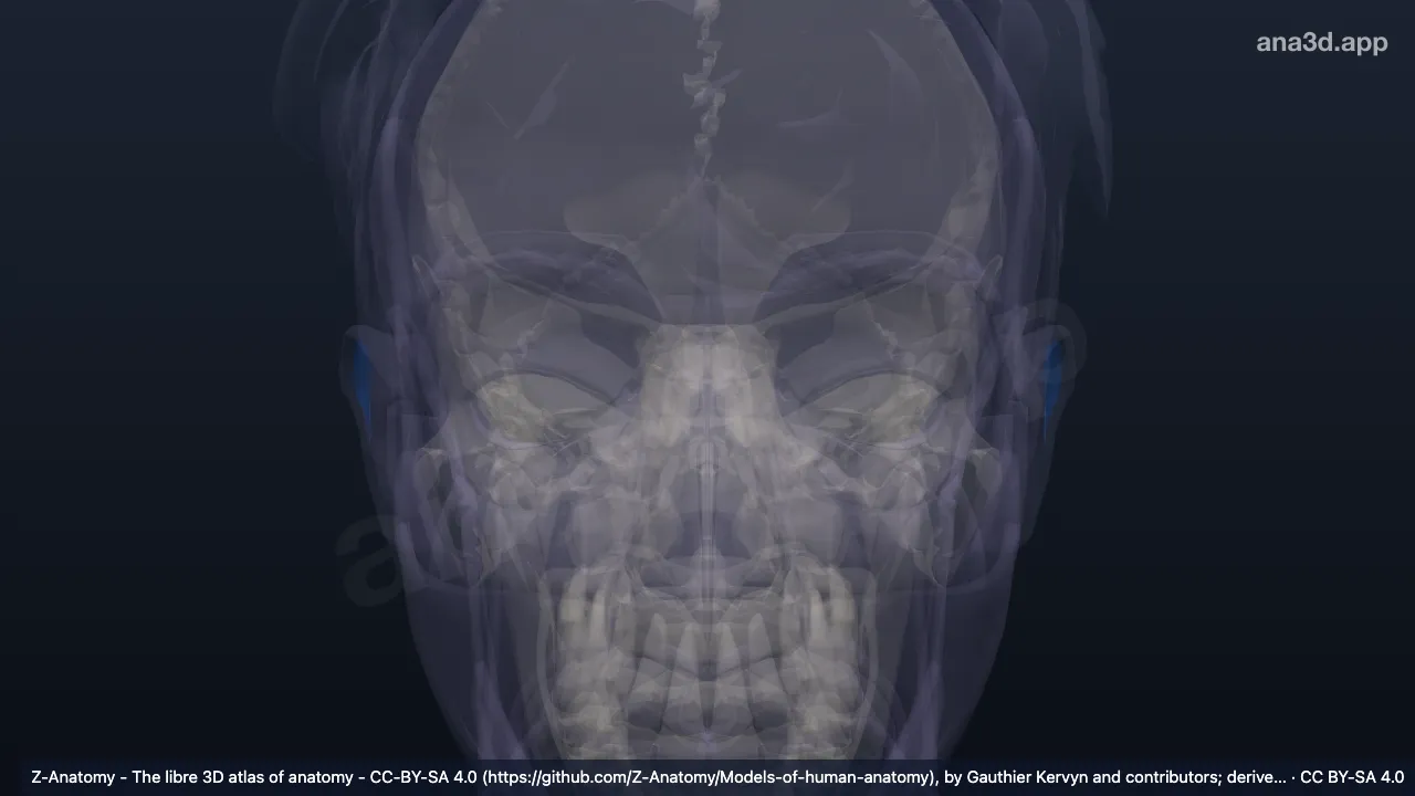 Modelo 3D: Escafa