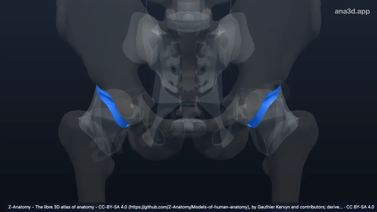 3D model: acetabular labrum