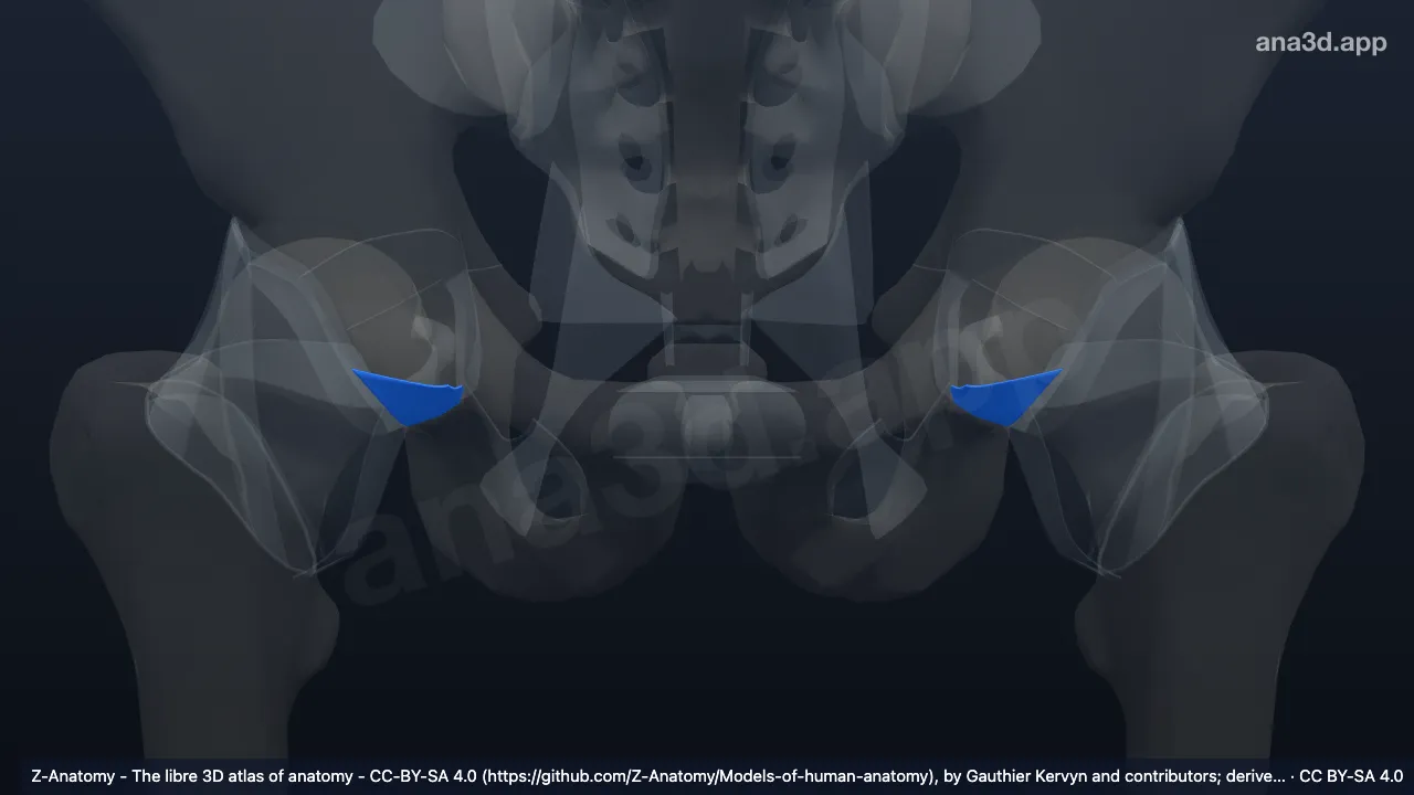 3D model: transverse acetabular ligament