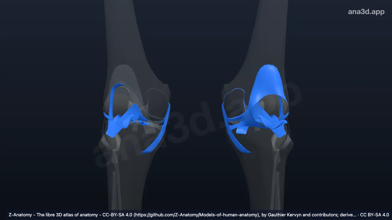 Knee joint: anatomy, location and function