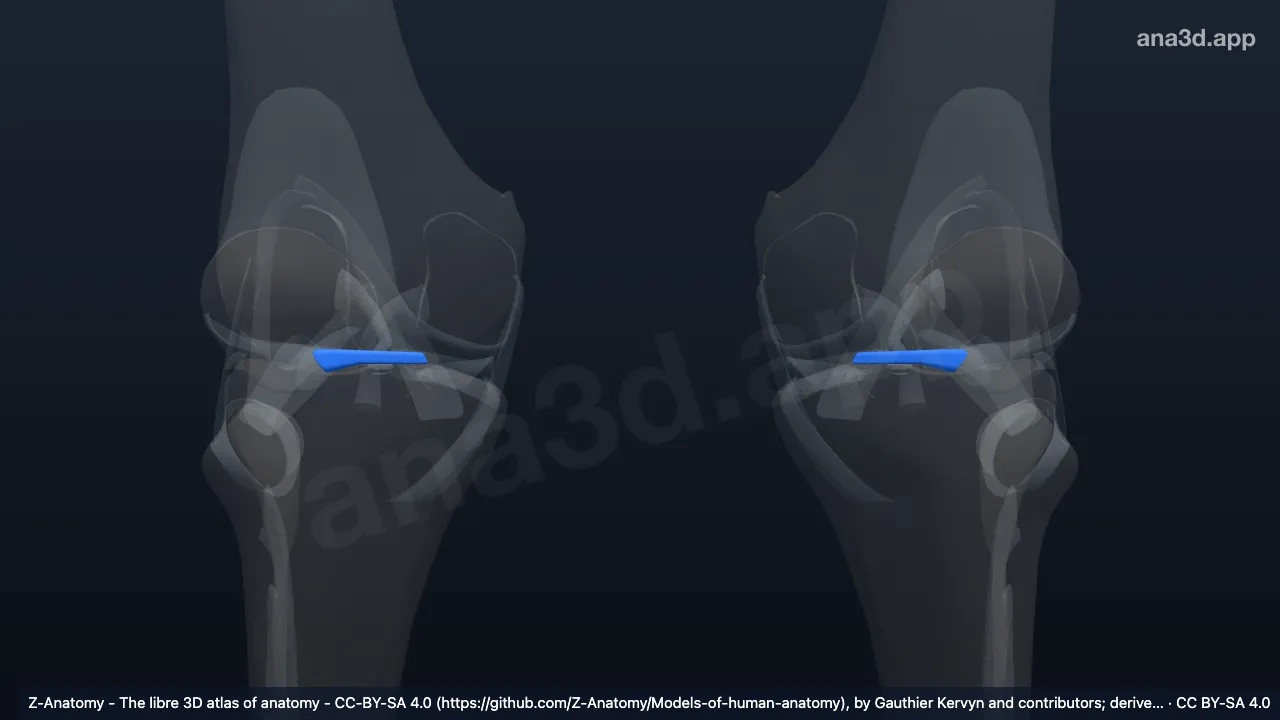 Modelo 3D: Ligamento transverso do joelho